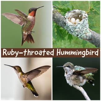 Ruby-throated Hummingbird